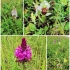 Orchideenwiesen